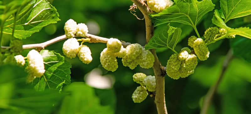White Mulberry